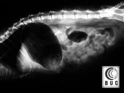 Macska vesekő röntgen